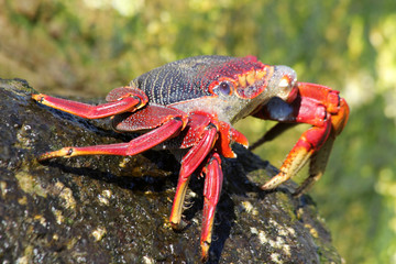 rote_Klippenkrabbe