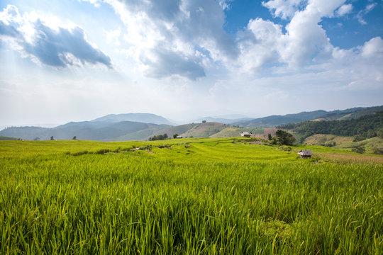 green rice field and blue sky in Chiang Mai Thailand