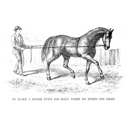 Horse
