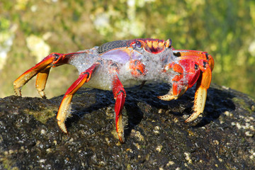 rote_Klippenkrabbe