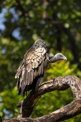 Indian vulture, Gyps indicus, Bandhavgarh national park, Madhya Pradesh, India.