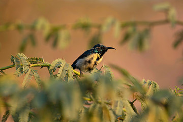 Purple sunbird, Cinnyris asiaticus, Ranthambore national park, Rajasthan, India.