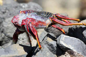 rote_Klippenkrabbe