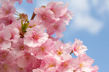 青く澄んだ空と満開の河津桜のクローズアップ