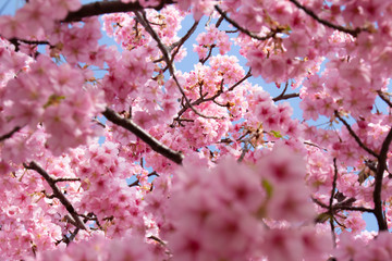 澄んだ青い空と満開の河津桜