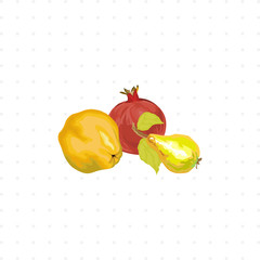 fruits isolated illustration