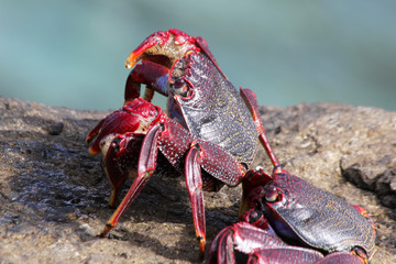 rote_Klippenkrabbe