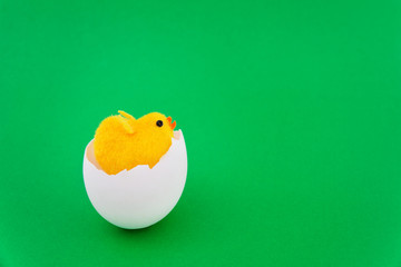 Easter background for greeting card. Yellow chickens toy hatched from the egg and sits in the shell on a green background.