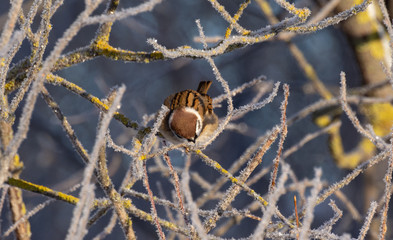 Frozen sparrow basks in the sun. Sits on a frost-covered tree branch that glitters in the sun on a clear winter day.