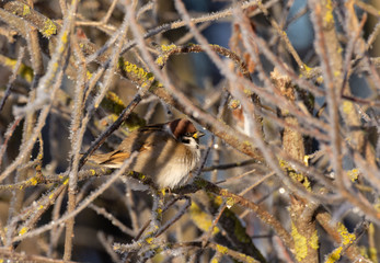 Frozen sparrow basks in the sun. Sits on a frost-covered tree branch that glitters in the sun on a clear winter day.