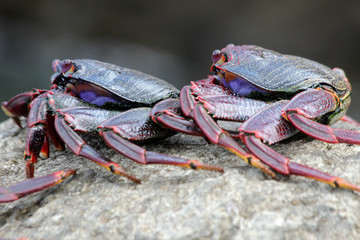 rote_Klippenkrabbe