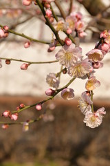 梅の花