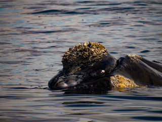Ballena Franca