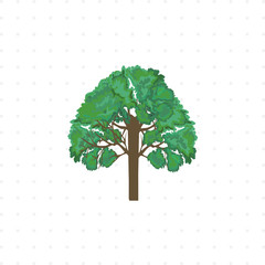 tree isolated illustration