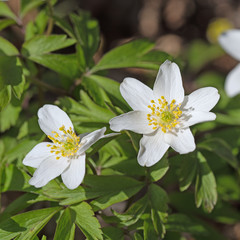 Blühende Buschwindröschen, Anemone nemorosa