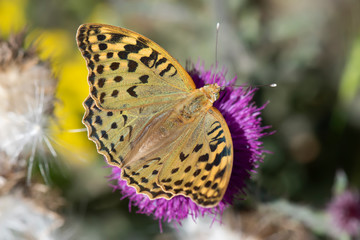 butterfly on flower