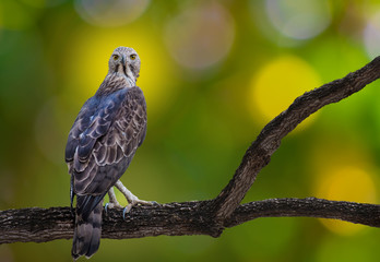 changeable hawk-eagle on branch on green background in nature.