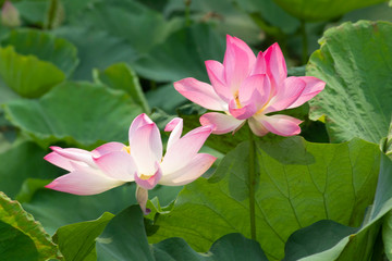 pink lotus in pond