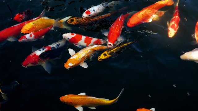 Beautiful colorful pet of koi carps fish or Mirror carp fishes swimming in the water, Fancy fish in the pond, slow motion shots	