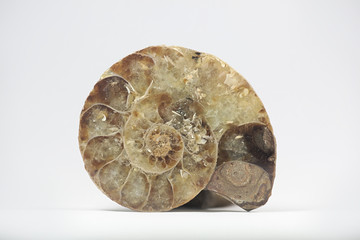 Ammonite fossil