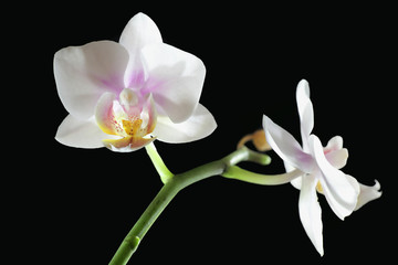 Moth orchids on black background