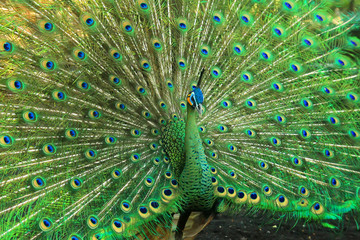 Obraz premium very beautiful green peacock