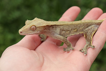 Crested Gecko (Correlophus ciliatus)