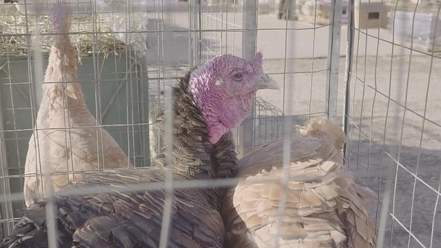 Turkey Bird on the poultry farm