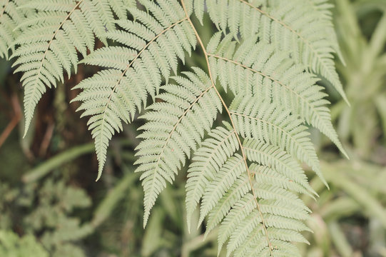 A Part Of Fern Leaf. Indoor And Outdoor Exotic Plant For Gardening And Decor