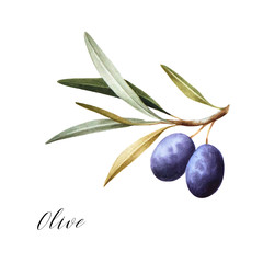 Watercolor illustration of black olives on branch. Isolated design element.
