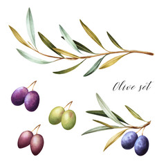 Set of black, green and kalamata olives. Isolated watercolor illustration.
