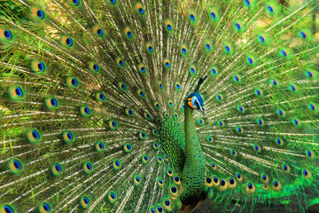 Obraz premium very beautiful green peacock