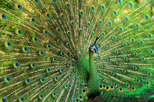 Very Beautiful Green Peacock