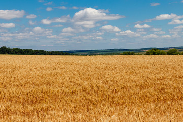 Field of ripe golden wheat