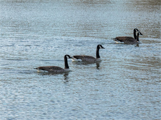 oies bernaches à la Base de Loisirs de Verneuil sur Seine dans les Yvelines en France