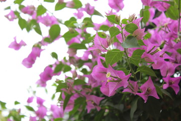 purple flowers on green background