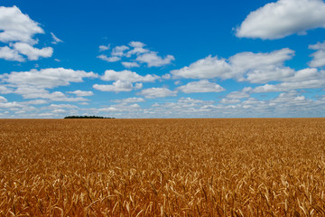 Field of ripe golden wheat