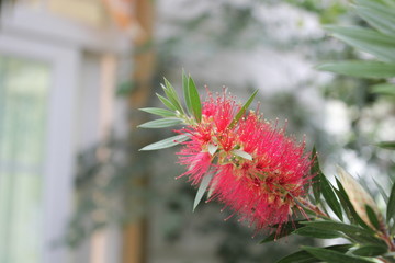 red flower in the garden