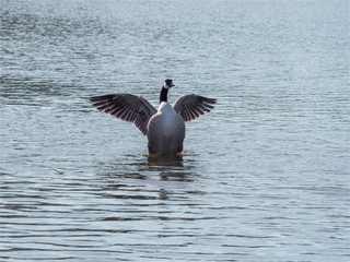 oies bernaches à la Base de Loisirs de Verneuil sur Seine dans les Yvelines en France