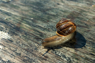 Snail in the natural environment