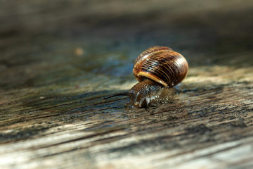 Snail in the natural environment