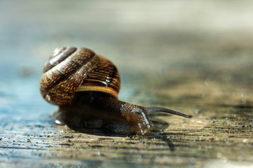 Snail in the natural environment