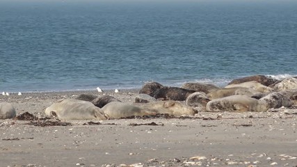 grey seals lying on coast in germany