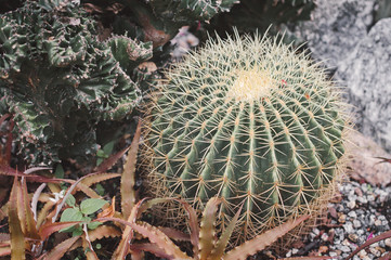 Duży kaktus w kształcie kuli z zieloną łodygą i żółtymi kolcami oraz sukulentami - 255070450