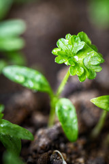 Parsley growing in garden