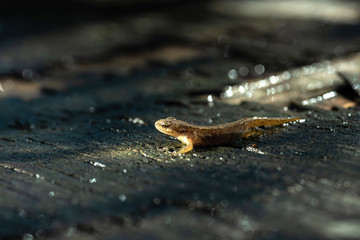 lizard in natural environment