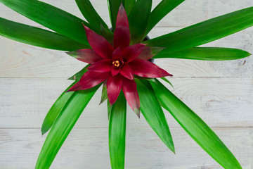 Obraz premium Top view of red Bromeliad (Bromeliaceae) tropical flower on white wooden background