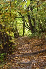 Trail in the autumn forest. Fallen leaves lies on the ground.