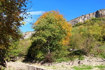A tree in the forest begins to be covered with yellow leaves. Half the tree is still green. Mountain range is visible in the background.