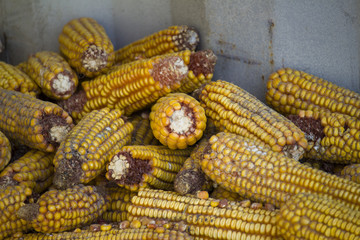 corn on the cob corn background